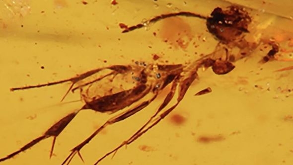 Izgubljeni svijet u smoli: Jantar star 112 miliona godina otkrio insekte iz doba dinosaura