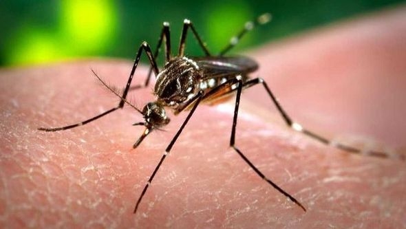Zašto ubod komarca kod nekih izaziva jaku alergijsku reakciju: Evo kada treba posjetiti ljekara