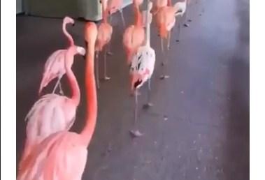 Ružičasta kolona: Irma pustoši Floridu, a flamingosi žure u sklonište