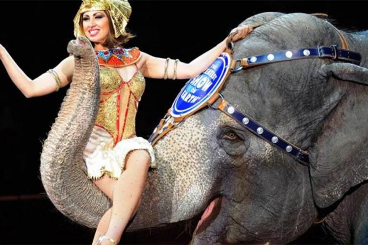 Evropa dobiva sklonište za slonove iz cirkusa