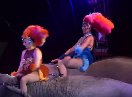 Nesvakidašnja scena u cirkusu: Slon pao na publiku