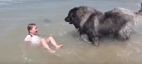 Pas spasio djevojčicu od vala