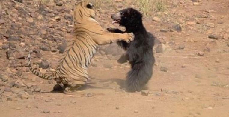 Mama u akciji: U dramatičnoj borbi tigra i medvjedice bilo je nemoguće predvidjeti pobjednika