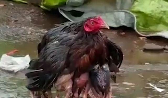 Uprkos oluji, ova kokoš je učinila sve da zaštiti svoje piliće