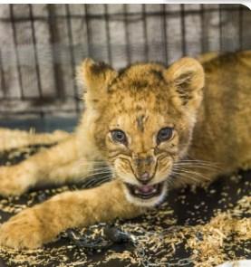 Mladunče lava pronađeno u stanu u Francuskoj