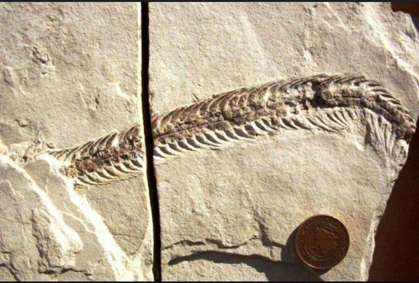 Fosil zmije pronađen nadomak Bilećkog jezera - Avaz