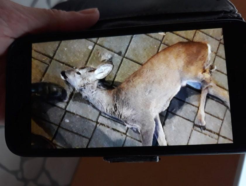 Mrtav jelen u najstrožijem centru Gračanice - Avaz