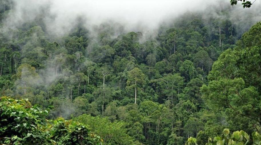 Japan, Brazil sign deal for Amazon's biodiversity