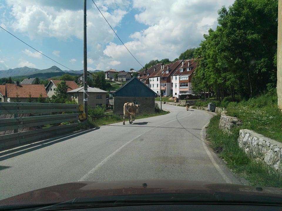 Na ulici poneka krava - Avaz