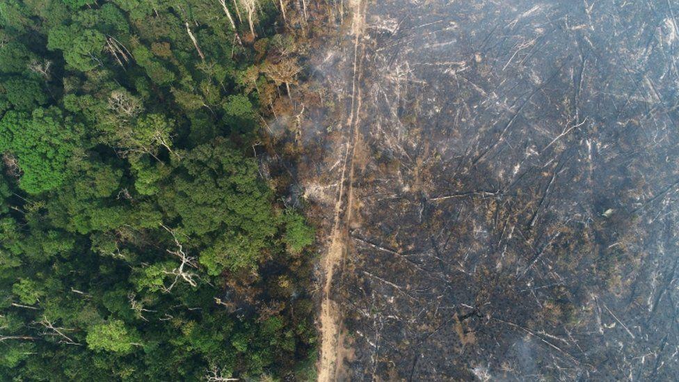 Sječa šume u brazilskom Amazonu predstavlja sve ozbiljniji problem - Avaz