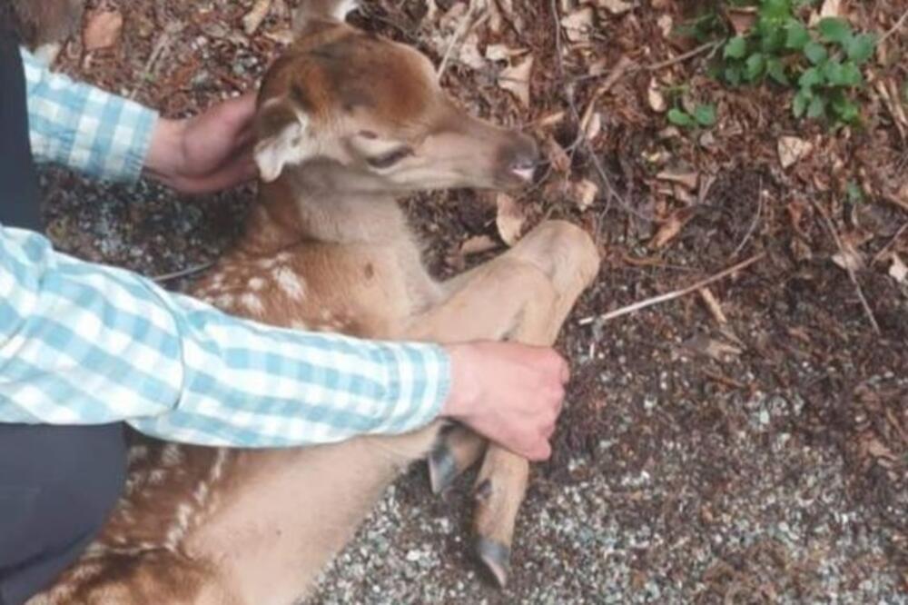 Povrijeđeno mladunče košute ima prelome nogu: Veterinar odlučio da ga uspava