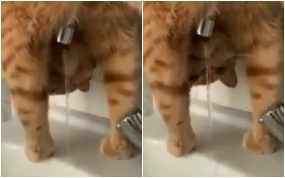 Mačka na poseban način pije vodu - Avaz