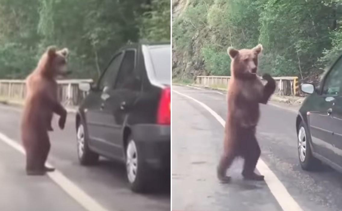 Medvjed je zaustavio saobraćaj - Avaz