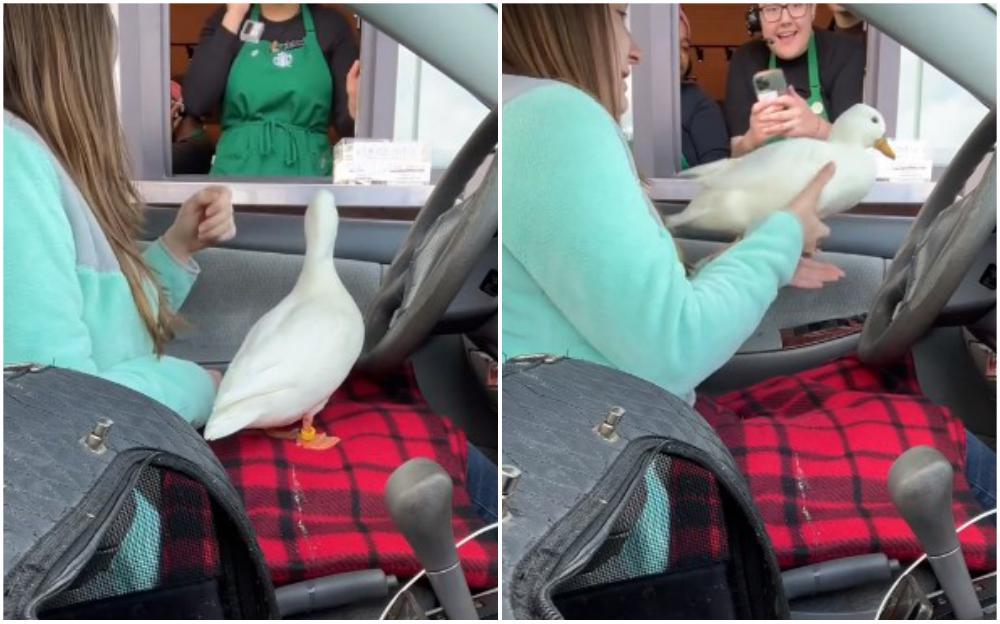 Djevojka ima patke za kućne ljubimce: Zajedno se voze u automobilu