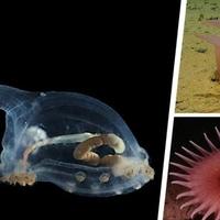 Nikad ranije nisu viđena: Nevjerovatna stvorenja otkrivena na dnu okeana