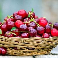 Višnje i trešnje nisu samo poslastica: Čuvaju srce, djeluju na hronične bolesti i obiluju vitaminima