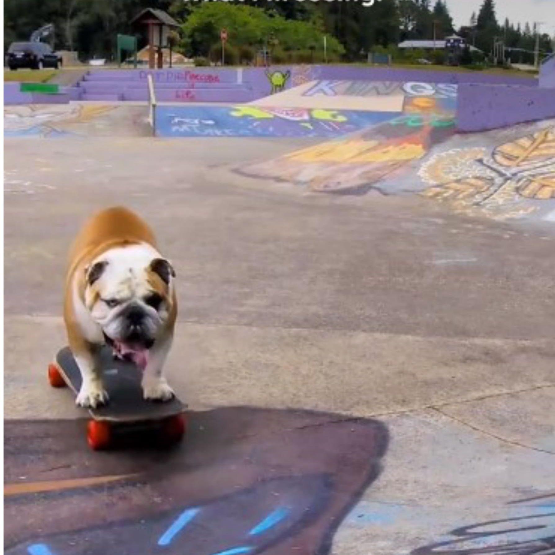 Hit video na TikToku: Ovi psi ne vole šetnju, oni uživaju u vožnji, ali ne u automobilu