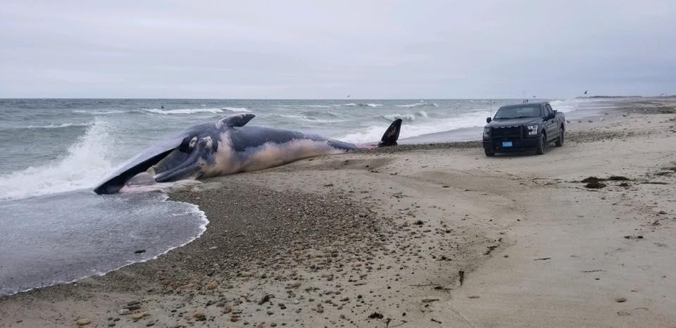 Pronašli leš nasukanog kita: Nemojte mu se približavati
