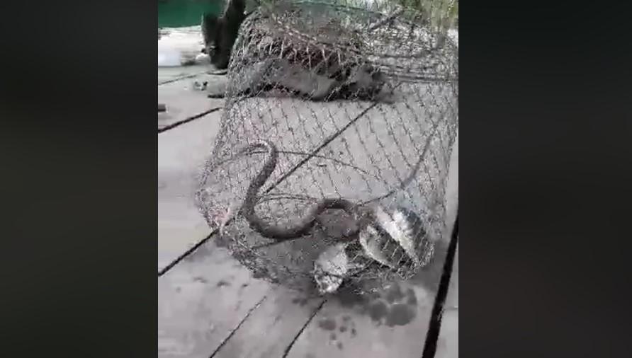 Nevjerovatan video iz Jajca: Pogledajte kako zmije napadaju ribe uhvaćene u mrežu