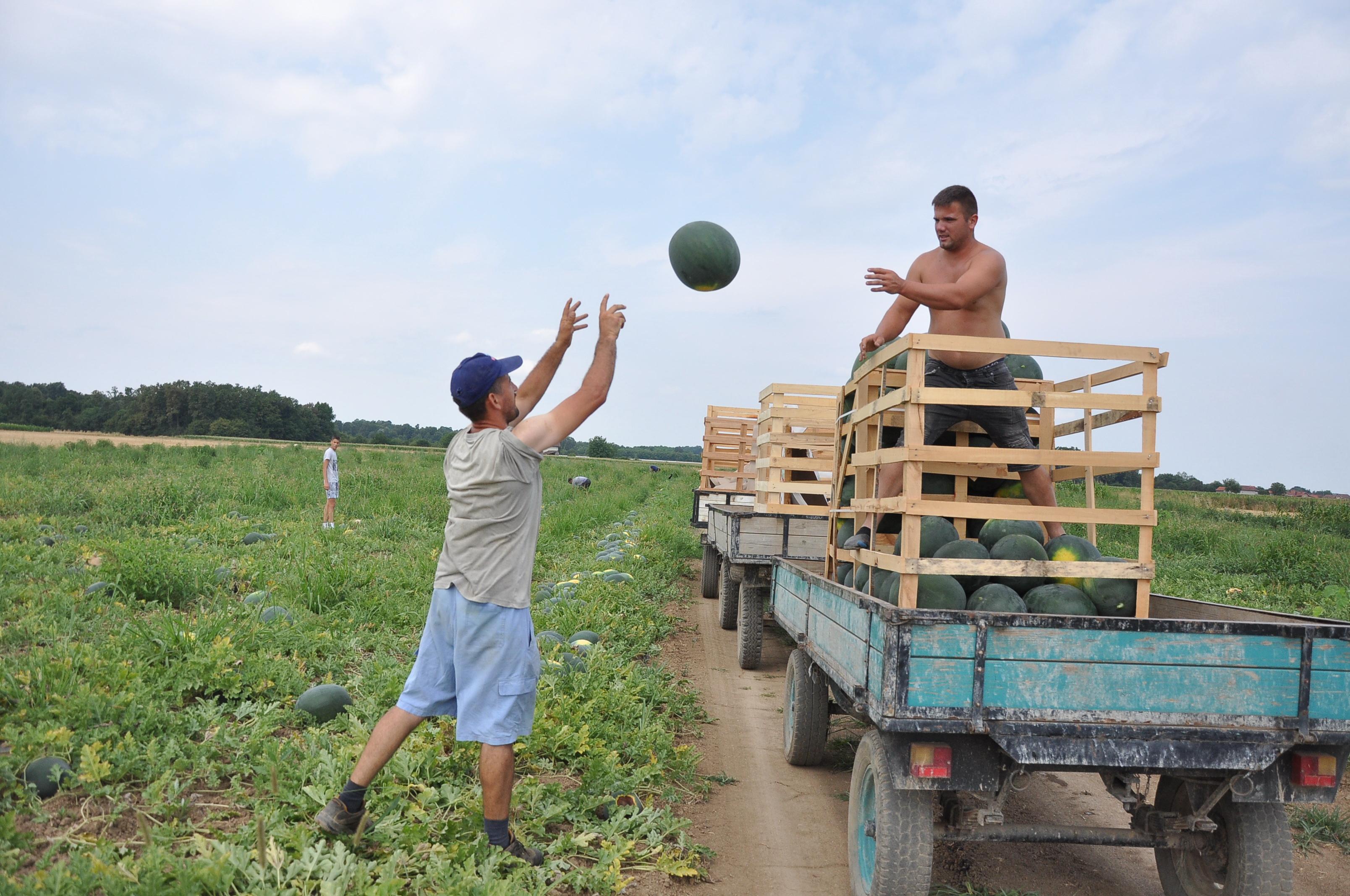 Janko Blagojević uzgaja lubenice: Cijena zavisi od ponude, potražnje, ali i ćudi prirode