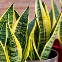 Ove biljke će pročistiti zrak u vašem domu: Ne izbjegavajte svekrvin jezik