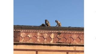 Majmun oteo telefon turistima i popeo se na krov: Njegov "zahtjev" napravio je potpuni haos