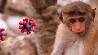 Virus "Majmun B" prvi put otkriven kod osobe u Hong Kongu