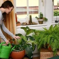 Ako vam sobne biljke brzo uvehnu: Trik s običnom kuhinjskom spužvom mogao bi biti rješenje