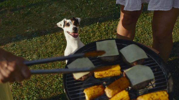 Da li je štetno psima davati pečeno meso s roštilja