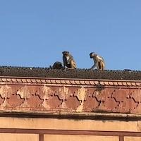 Majmun oteo telefon turistima i popeo se na krov: Njegov "zahtjev" napravio je potpuni haos