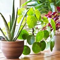 Trik za zaštitu biljaka od sitnih štetočina i bolesti