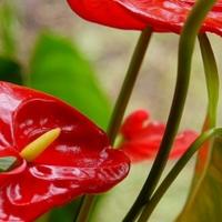 Lijepe, a otrovne: Biljke koje mogu biti kobne za vaše zdravlje