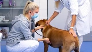 Najvažnije stavke koje morate znati kada idete kod veterinara