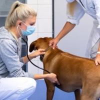 Najvažnije stavke koje morate znati kada idete kod veterinara