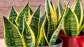 Ove biljke će pročistiti zrak u vašem domu: Ne izbjegavajte svekrvin jezik