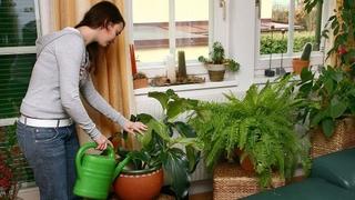 Ako vam sobne biljke brzo uvehnu: Trik s običnom kuhinjskom spužvom mogao bi biti rješenje