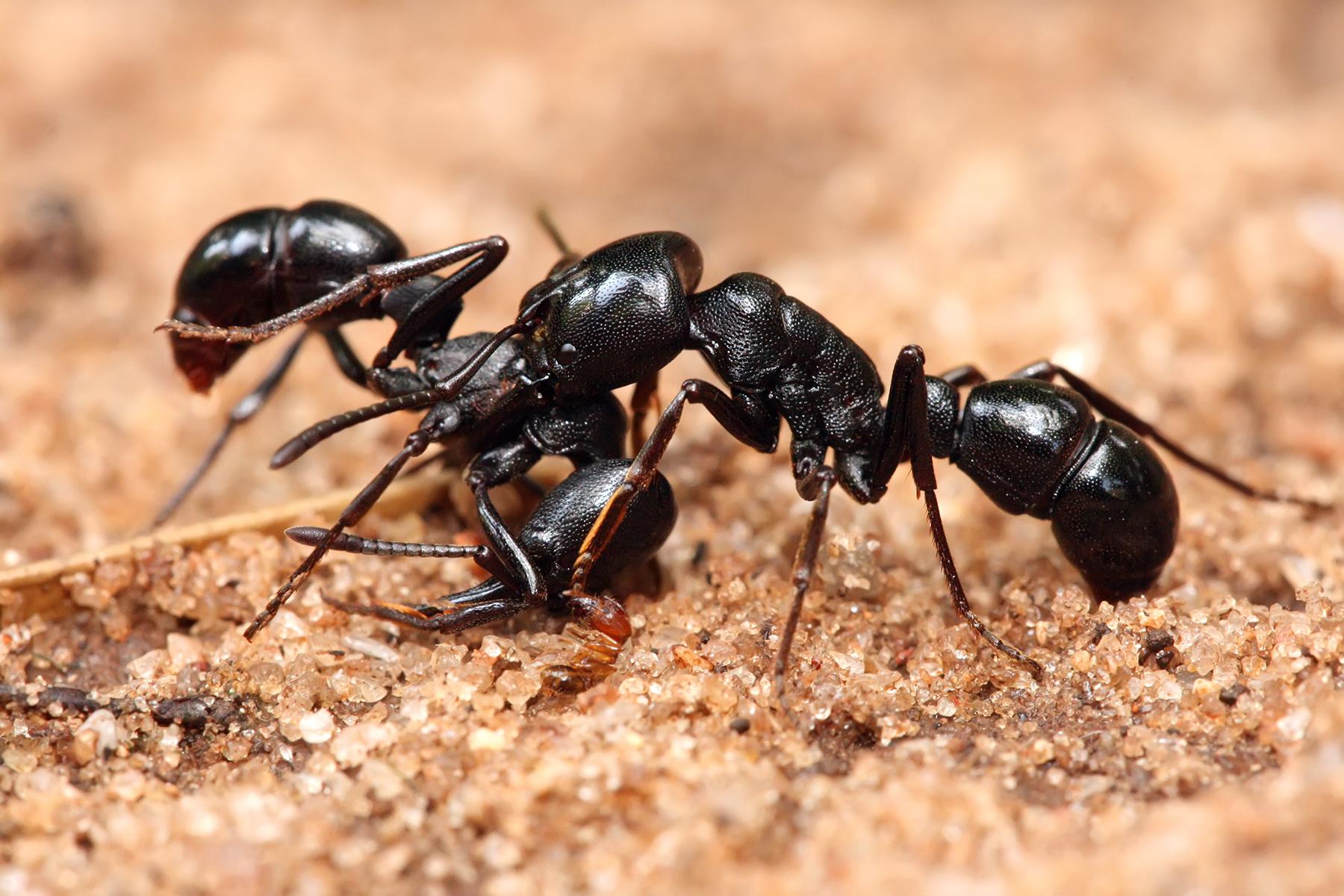 Nevjerovatno: Mravi sami sebe spasili od sigurne smrti