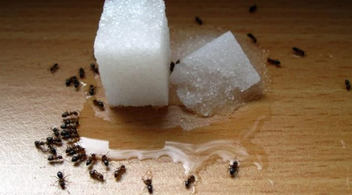 Evo nekoliko načina da se zauvijek otarasite mrava u kući