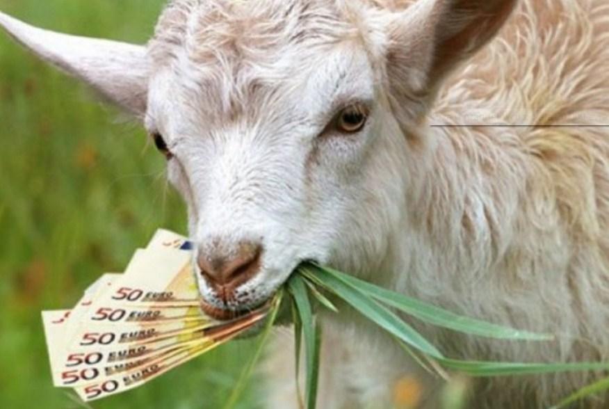 Koza pojela oko 20.000 eura - Avaz