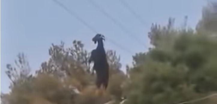 Grčka: Koza na žici od struje - Avaz