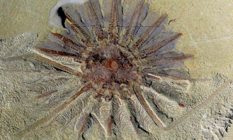 Fosil misteriozne morske životinje - Avaz