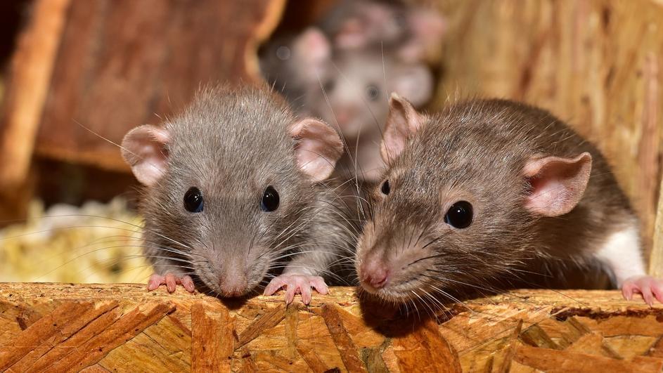 Kako se riješiti miševa i zauvijek ih izbaciti iz kuće?