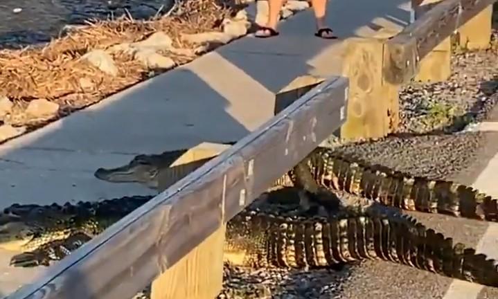 Nevjerovatna scena u Južnoj Karolini: Saobraćaj stao, cestu prelaze aligatori