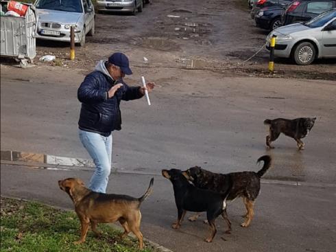 Lani psi napali više od 250 građana u Sarajevu