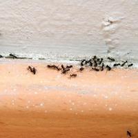 Ove stvari privlače mrave u vaš dom