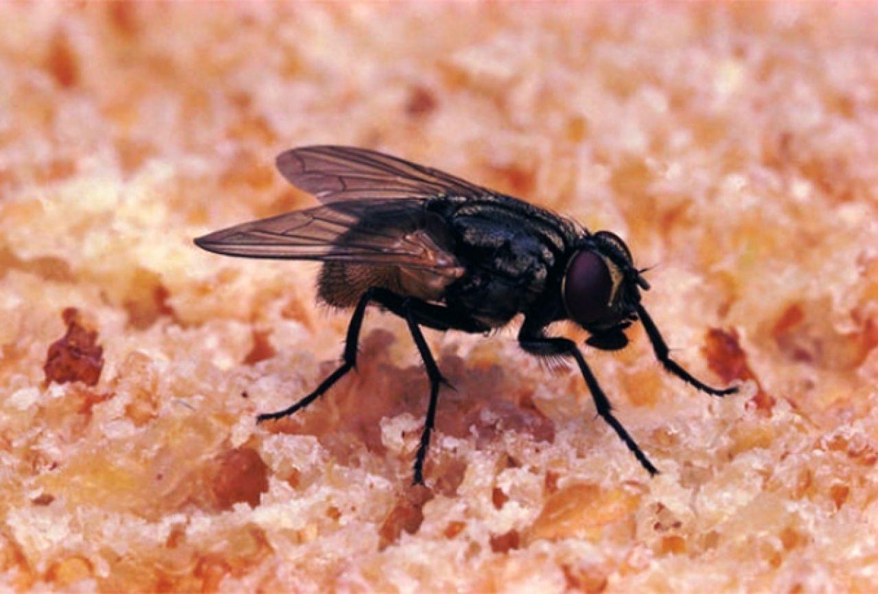 Tri grozne stvari koje mogu da vam se dese ako pojedete hranu na koju je sletjela muha