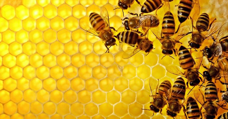 Umiranje pčela zbog pesticida koje koriste poljoprivredni proizvođači