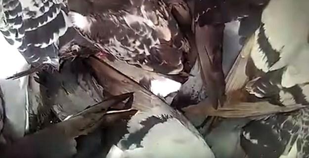 Osijek: Uginuli golubovi padaju s krovova, ambulante pune otrovanih pasa