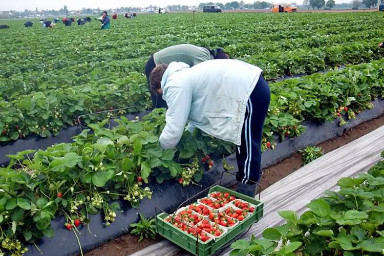 Traže radnike iz BiH, nude 1.300 eura za branje jagoda