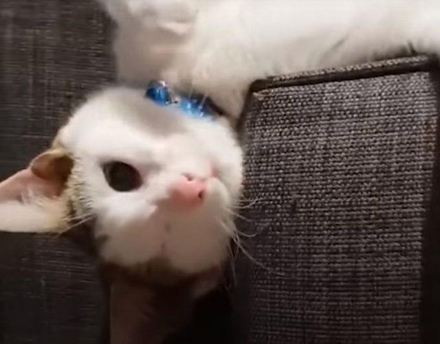 Mačak Frenki ima jedno oko, četiri uha i veoma poseban talent